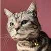 1pc Leopard Print Cat Collar With Adjustable Golden Bell For Cats And Small Dogs, Spring/Summer/Fall/Winter, Dog Stuff, Dog Collar