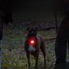 Aufsteckbares Aufladen Haustier Nacht Anti-Wandering Hundeauslauflicht LED Bunt Mehrfarbig Hund Leuchtanhänger