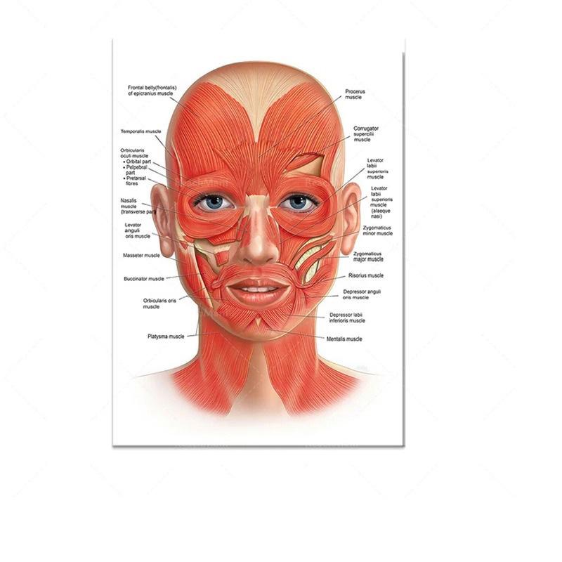 Science Wall Art Muscle System Human Anatomy Diagram Medical Education Supplies HD Oil On Canvas Posters And Prints Home Decor