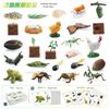 Engaging 25 Piece Insect Life Cycle Card Set With Stunning Realistic Pvc Insect Figures
