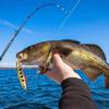 6Pcs Topwater Fishing Lure Set Plastic Floating Rotating Tail Fishing Lure Hard Bait Hook for