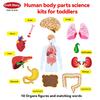 Craftstory Teaching Body Parts Felt Board Stories for Toddlers, Arts Crafts Toys for Kids Sensory Activities Teacher Daycare Supplies