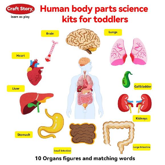 Craftstory Teaching Body Parts Felt Board Stories for Toddlers, Arts Crafts Toys for Kids Sensory Activities Teacher Daycare Supplies