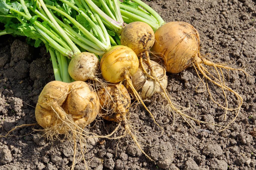 SAFLAX Bio - Rübe - Goldana - 500 Samen - Mit Blumenerde für eine bessere Kultivierung - Brassica rapa