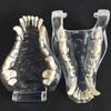 Educational Dental Animal Resin Teeth Dog Cat Rabbit Dental Teaching Canine  Veterinary Accessories