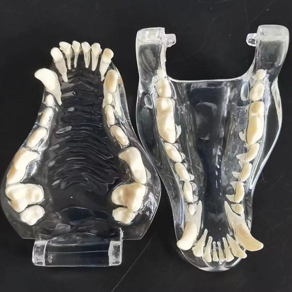 Educational Dental Animal Resin Teeth Dog Cat Rabbit Dental Teaching Canine Veterinary Accessories