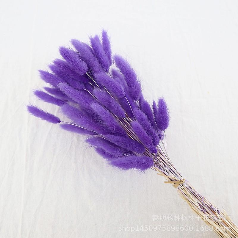 Tail Flower Bouquet Real Flower Everlasting Flower Dogtail Grass Tail Grass Home Decoration Shooting Props. One Size фиолетовый