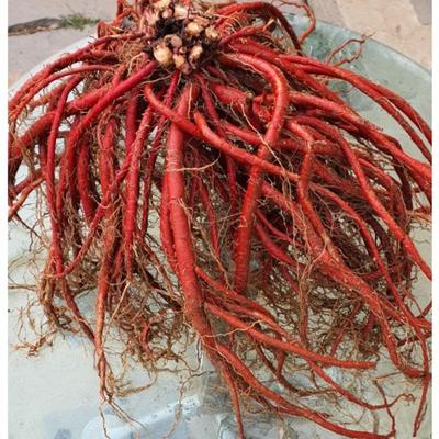 Kräuterstadt Landwirt Salbei Salvia 100% im Inland produziert