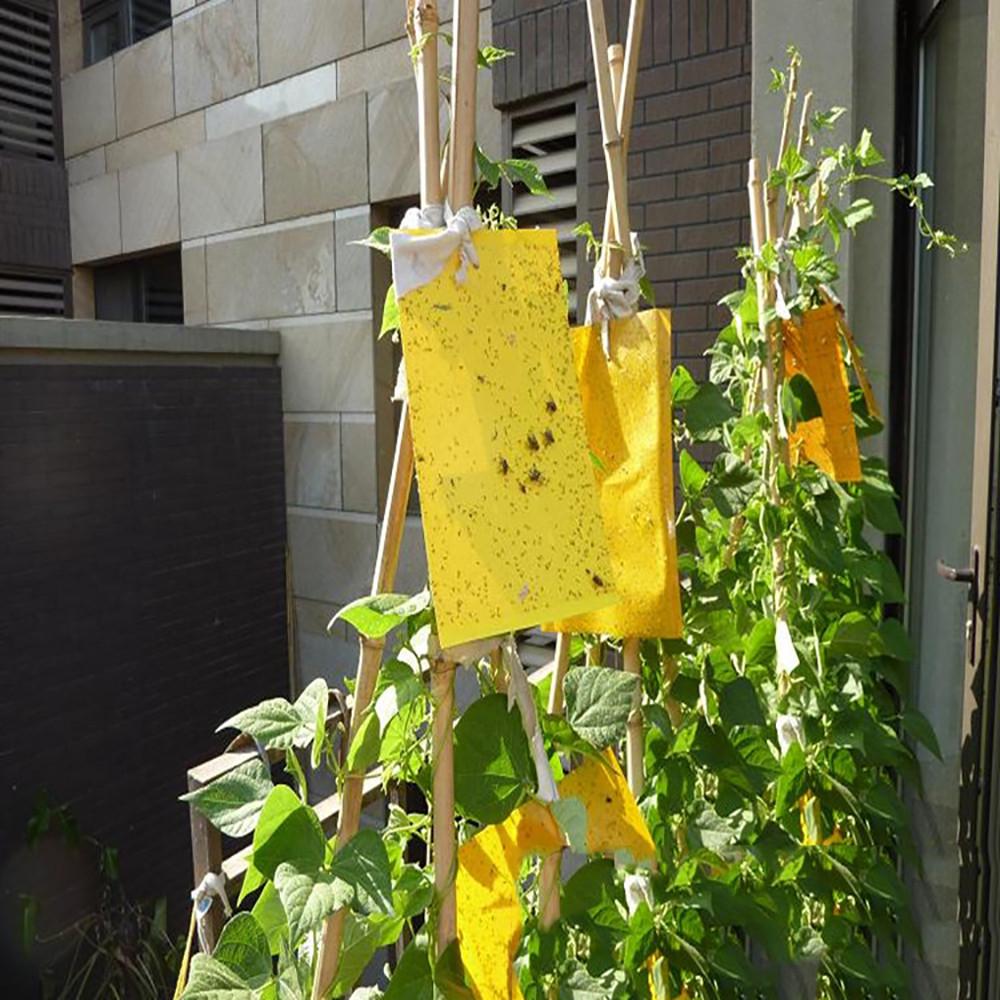 10Pcs Strong  Traps  Sticky Board Catching Aphid  Pest