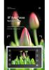4K Touchscreen HD Digital Camera with MP3 Player & CCD for Students/Parties