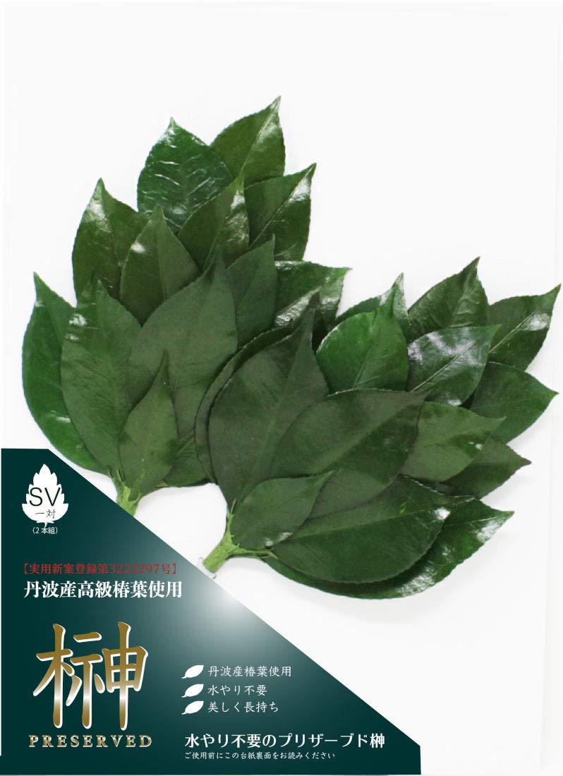 

A&K Japanese-Made Preserved Sakaki Flowers, Extra Large, Pair (2 stems), 14 x 2 x 28 cm, Small