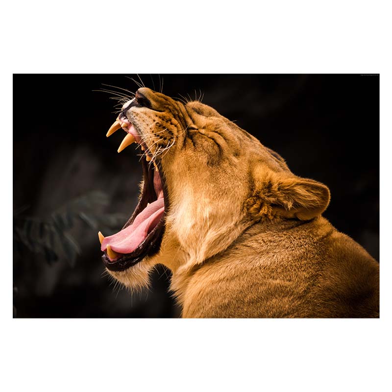 African Animal Lion Posters and Print Black and White Wall Art Canvas Oil Painting Picture for Living Room Decor Home Decoration