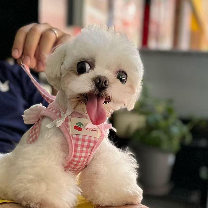 Verstellbares Hundegeschirr mit Leine Set Kleine Rassen wie Pudel Bichon Frise Komfort Passform Brustgurt Laufen