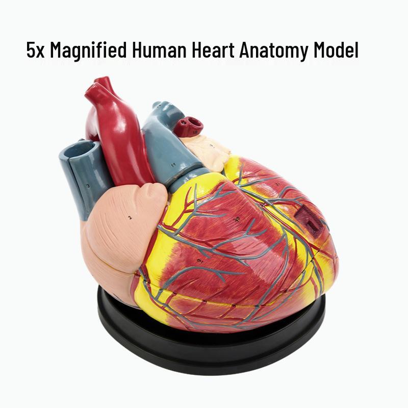 4x Magnified Human Heart Anatomy Model for Cardiology and Circulatory System Studies Heart Anatomy Model