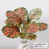 Nordic Style Simulation Green Plant Canna Potted Plant Office Fake Green Plant Landscaping Ornament Real Leaves