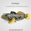 Peixes e animais aquáticos – Decoração de aquário