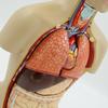 Human Organ Anatomy Model - DIY Torso Kit for Children's Science Learning