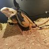 Lizard Harness Leather Chameleon Travel Leash For Small Pets