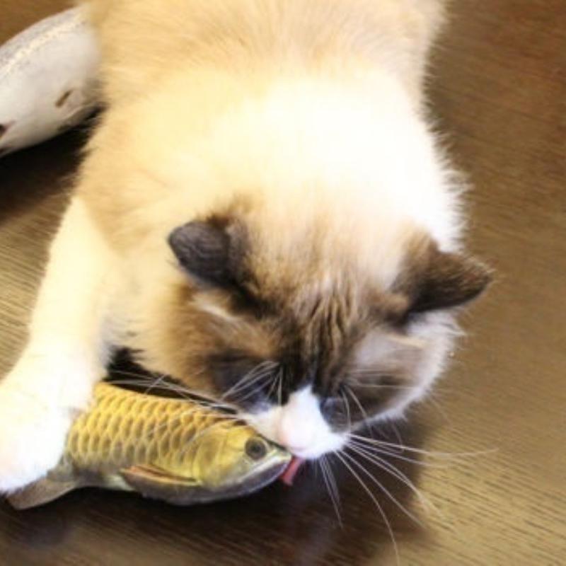 Nové mazlíček pes kotě kočka máta hračky na hraní tvar ryby plyšové hračky potažené šantou kočičí