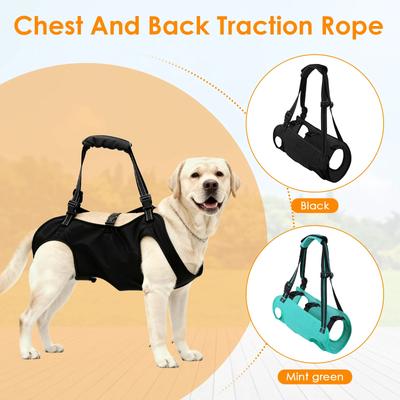 Perros – Collares y correas