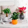 Hydroponic Flower Pot Transparent Automatic Water Absorbing Flowerpot Household Plants Self Watering Planter Home Office Decor