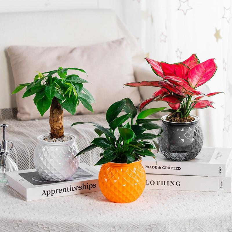 Hydroponic Flower Pot Transparent Automatic Water Absorbing Flowerpot Household Plants Self Watering Planter Home Office Decor