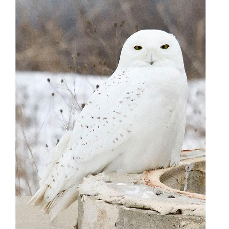 Owl DIY 5D Diamond Painting Cartoon Diamond Animal Diamond Embroidery Cross Stitch Full Round Resin Manual Art Gift Home Decor