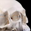 1pcs Medical Props Model Life Size Human Skull Model Anatomical Anatomy Medical Teaching Skeleton Head Studying Teaching Supplies