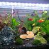 Aquariums Handicraft Artificial Plant Breeding Crafts Plant Decoration FishTank Landscape Supplies Aesthetic Displays