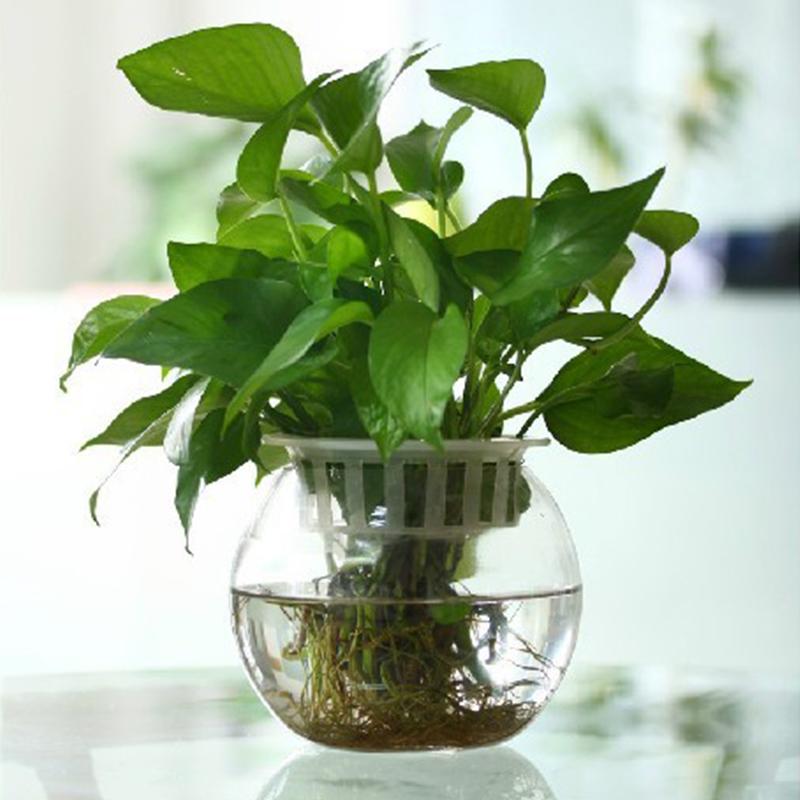 8/10/12/15cm Round Ball Vase Micro Landscape Moss Ecological Bottle Transparent Hydroponic Vase Simple