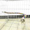 New Bird Toys Hanging Multicolor Rope Toys Type For Rope Bungee Bird Toy