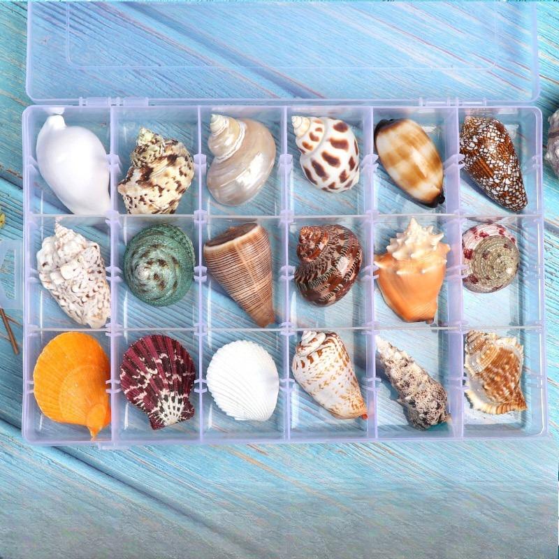 Shell Conch, Popular Science Materials, Specimens, Snail Storage Set, Gift Box, Kindergarten Marine Life Collection