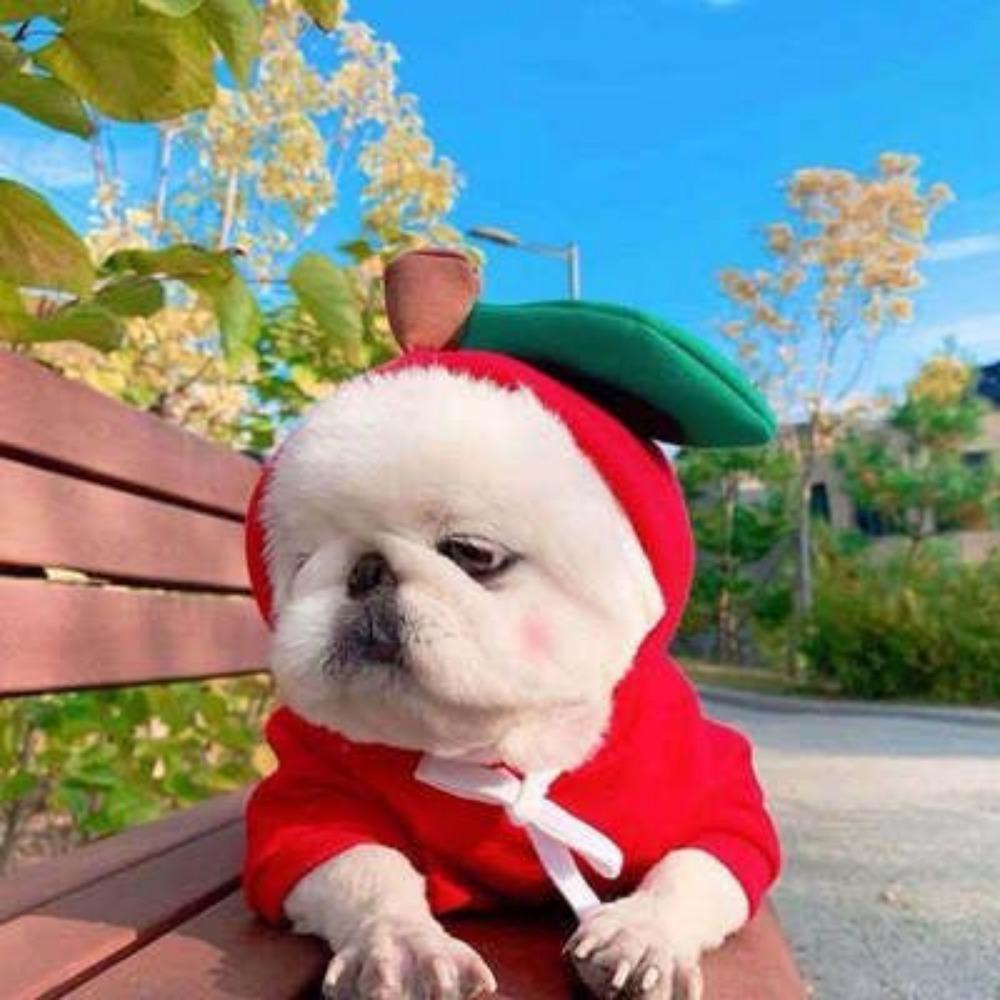 Frucht Verwandlung Hund Katze Klein Mittelgroß Großer Hund Herbst und Winter Pullover Fleece Kleidung Zubehör Haustier Teddy Dou