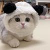 Cute Cats Hat Small Dog Headwear with Ears Pet Holiday Accessories Panda Shape Photo Props for Cats and Dogs