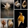 Shell Conch, Popular Science Materials, Specimens, Snail Storage Set, Gift Box, Kindergarten Marine Life Collection