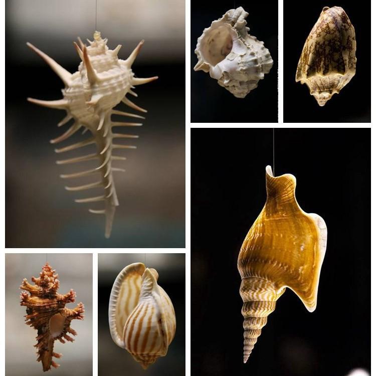 Shell Conch, Popular Science Materials, Specimens, Snail Storage Set, Gift Box, Kindergarten Marine Life Collection