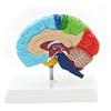 Menschliches Gehirnmodell Rechte Hemisphäre Anatomie Neurowissenschaften Lehrmittel Farblich gekennzeichnet für Psychologie Kognitive Bildung