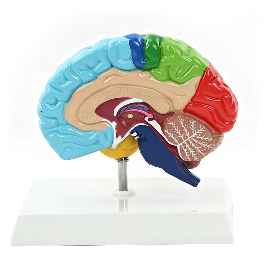 Menschliches Gehirnmodell Rechte Hemisphäre Anatomie Neurowissenschaften Lehrmittel Farblich gekennzeichnet für Psychologie Kognitive Bildung