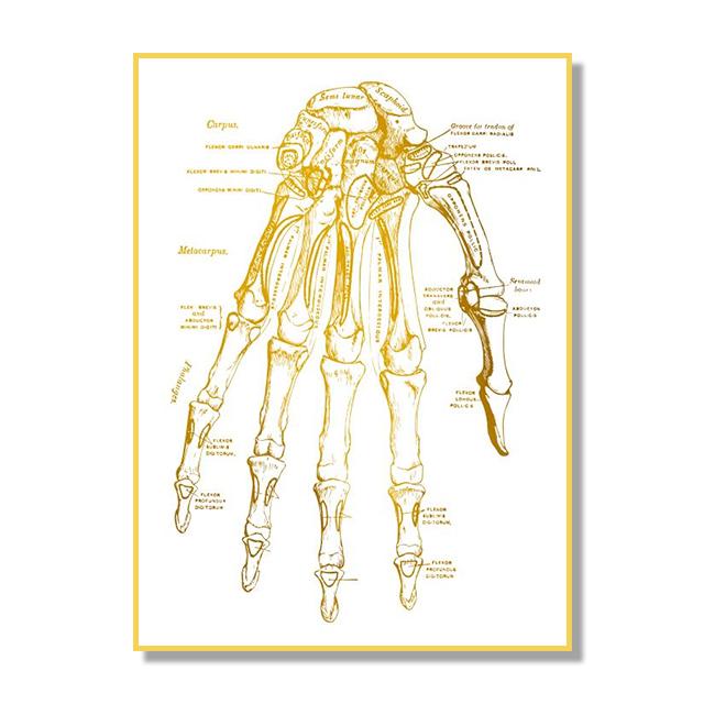 Human Organ Bone Tissue Structure Poster Golden Nordic Retro Style Canvas Painting Living Room Wall Art Prints Modern Home Decor No Frame