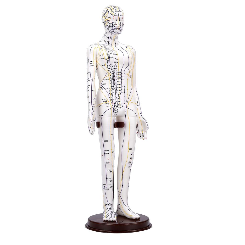 52cm Akupunkturní model těla s 60° otočnými rameny pro výuku studentů Demonstrace Bílá