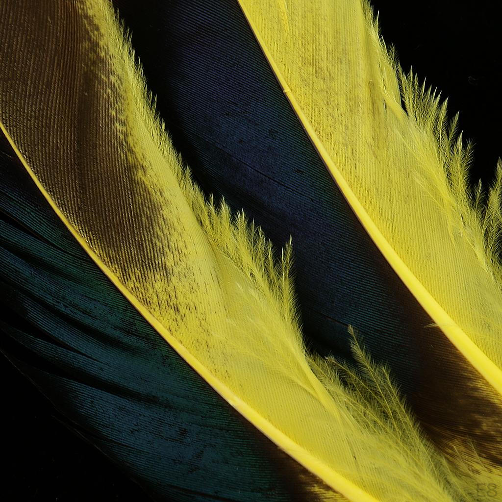 50 Piece 135mm Colorful Wild Duck Feather for Clothing Costume Decoration
