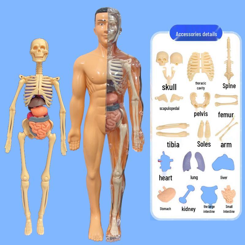 Children's 3D Human Body Skeleton & Organ Anatomy Educational Model 