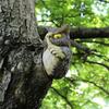 Resin Owl Tree Hanging For Garden Balconies And Courtyards Decoration Unique Resin Shoo Owl Ornament