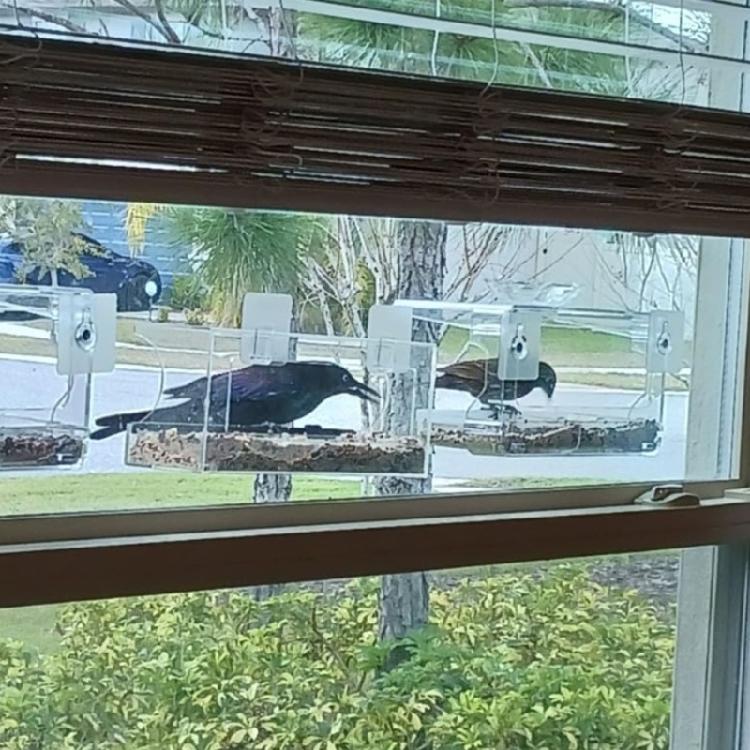 Weather Resistant Transparent Bird Feeder With Secure Suction Cup Design For Stable Outdoor Balcony indow Mounting