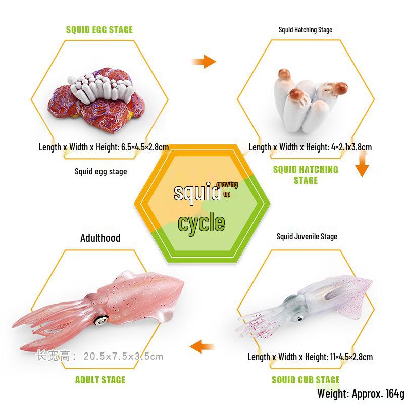 Animal Growth Cycle Models: Chicken, Duck, Goose, Butterfly, Turtle, Frog Montessori Teaching Figurines