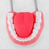 Human Teeth Model with Removable Tongue Enlarged Teeth Tongue Anatomical Model Educational Teaching Aids