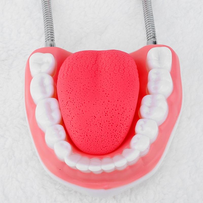 Human Teeth Model with Removable Tongue Enlarged Teeth Tongue Anatomical Model Educational Teaching Aids