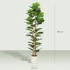 Artificial Indoor Plant, 180 cm Fiddle-Leaf Fig, Plastic Pot, Solid Wood Trunk, Green