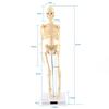 1pc Human Skeleton Anatomical Model Medical Anatomical Teaching Tool With Base