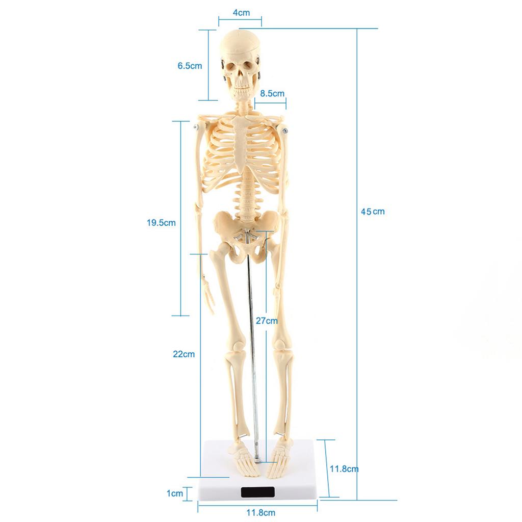 1pc Human Skeleton Anatomical Model Medical Anatomical Teaching Tool With Base